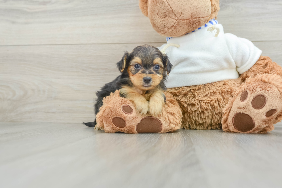 Yorkie Poo Puppy for Adoption