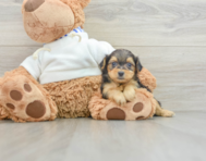 7 week old Yorkie Poo Puppy For Sale - Simply Southern Pups