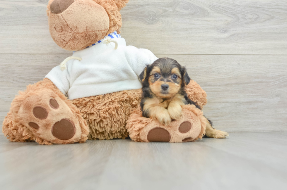 7 week old Yorkie Poo Puppy For Sale - Simply Southern Pups