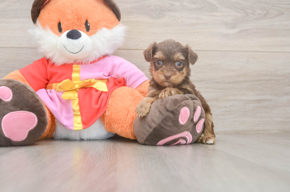 5 week old Yorkie Poo Puppy For Sale - Simply Southern Pups
