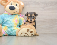 8 week old Yorkie Poo Puppy For Sale - Simply Southern Pups