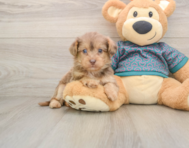 9 week old Yorkie Poo Puppy For Sale - Simply Southern Pups