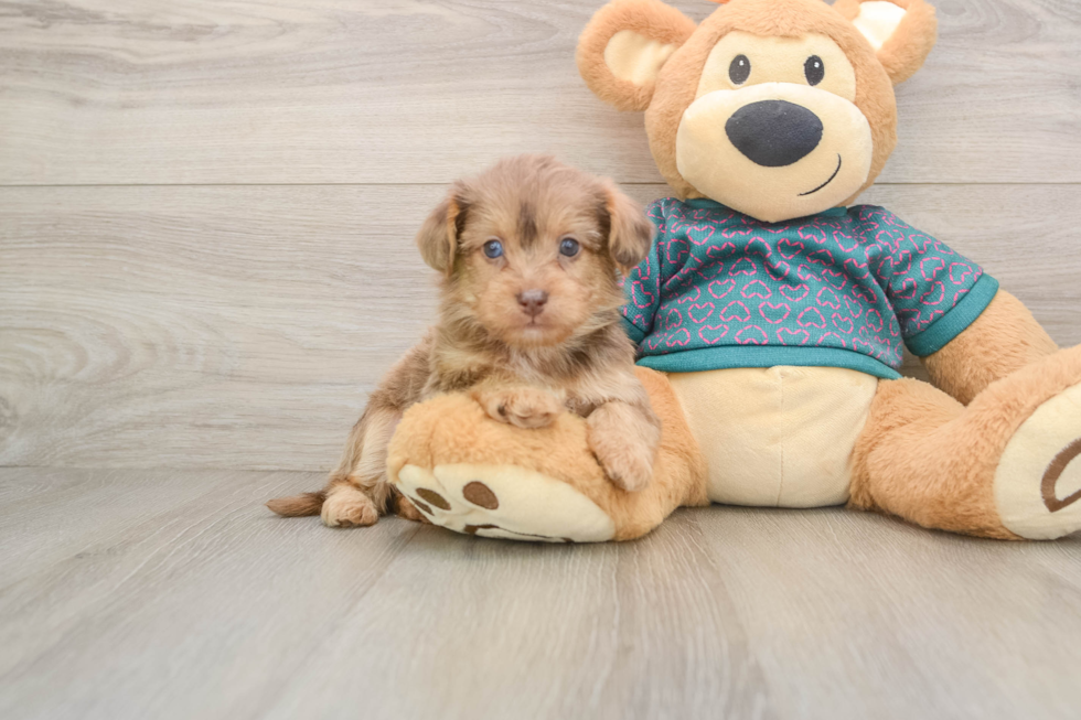 Adorable Yorkiedoodle Poodle Mix Puppy