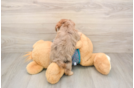 Hypoallergenic Yorkie Doodle Poodle Mix Puppy