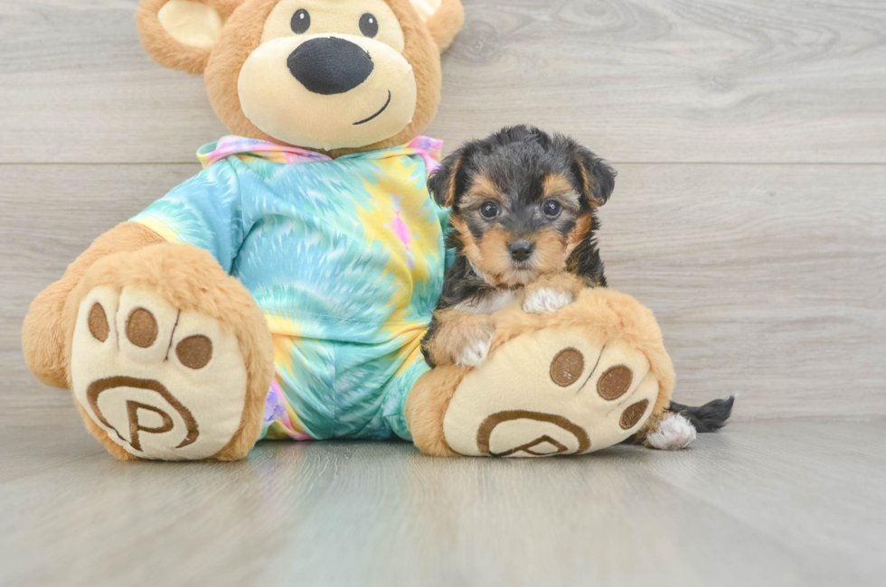 6 week old Yorkie Poo Puppy For Sale - Simply Southern Pups