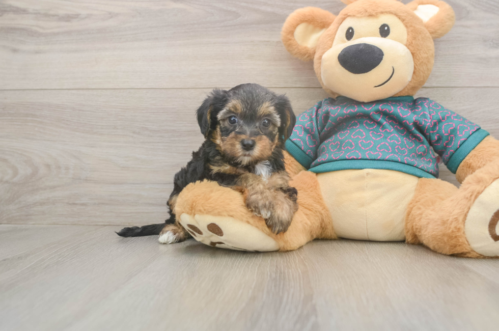 5 week old Yorkie Poo Puppy For Sale - Simply Southern Pups
