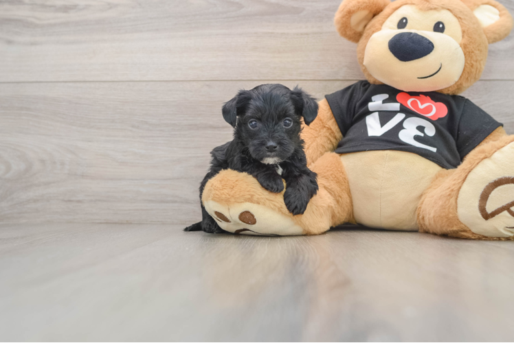 Energetic Yorkipoo Poodle Mix Puppy