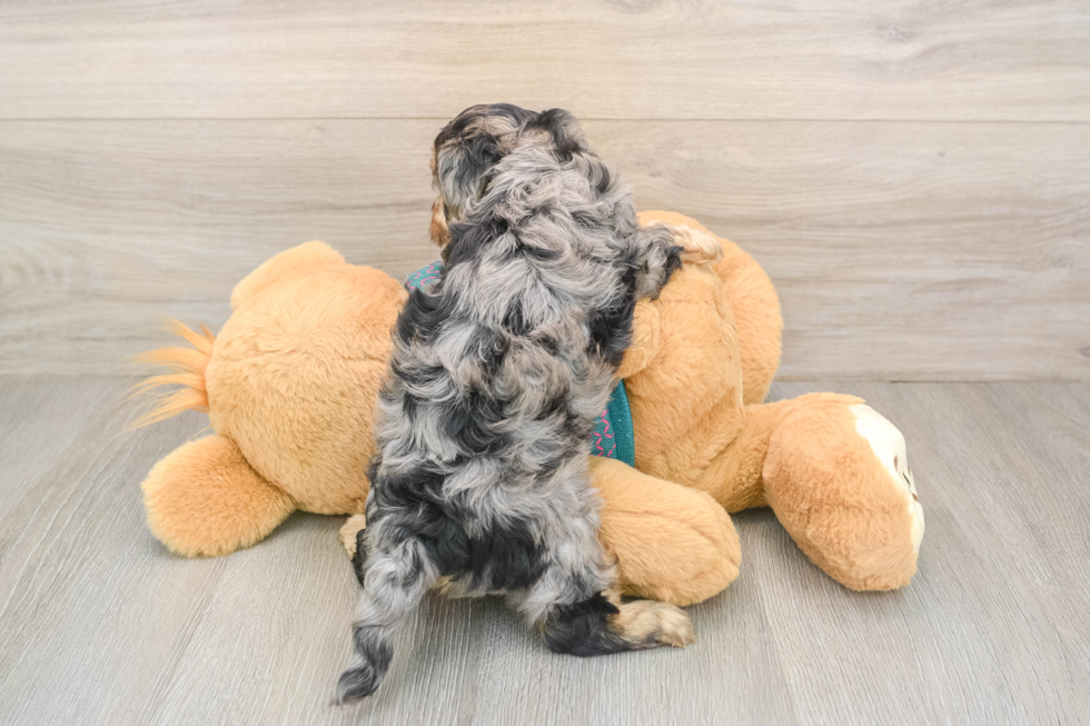 Energetic Yorkipoo Poodle Mix Puppy