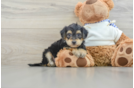 Yorkie Poo Puppy for Adoption