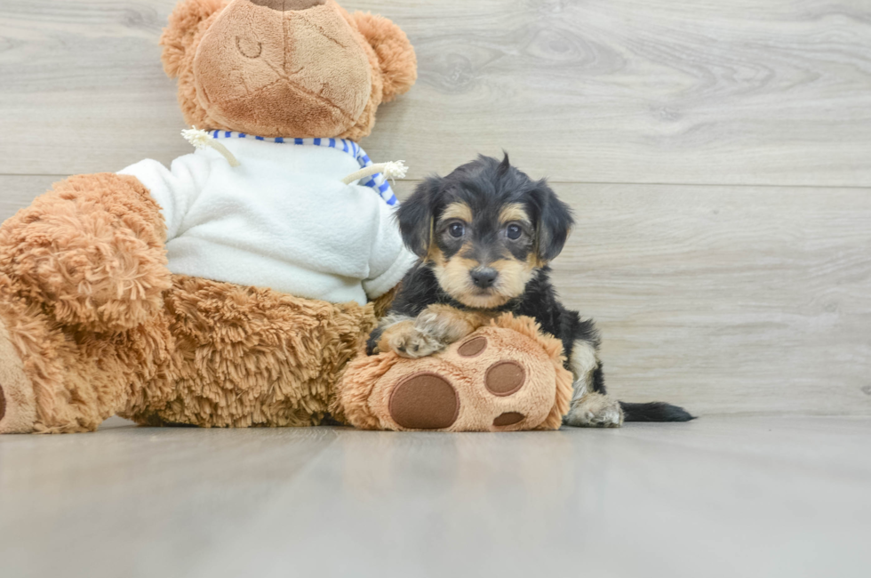 6 week old Yorkie Poo Puppy For Sale - Simply Southern Pups