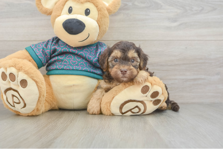 Yorkie Poo Puppy for Adoption