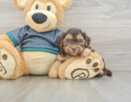 7 week old Yorkie Poo Puppy For Sale - Simply Southern Pups