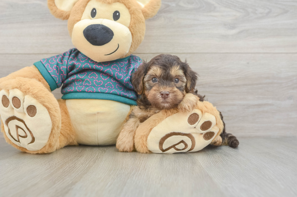 6 week old Yorkie Poo Puppy For Sale - Simply Southern Pups