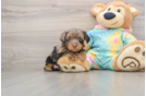 Best Yorkie Poo Baby