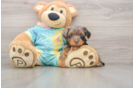 Yorkie Poo Puppy for Adoption