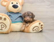 5 week old Yorkie Poo Puppy For Sale - Simply Southern Pups