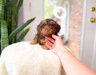 9 week old Yorkie Poo Puppy For Sale - Simply Southern Pups
