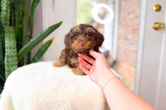 Yorkie Poo Pup Being Cute