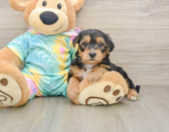 7 week old Yorkie Poo Puppy For Sale - Simply Southern Pups