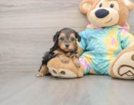 8 week old Yorkie Poo Puppy For Sale - Simply Southern Pups