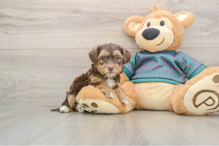 Sweet Yorkie Poo Baby