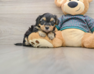 8 week old Yorkie Poo Puppy For Sale - Simply Southern Pups