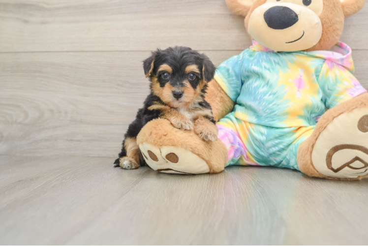 Yorkie Poo Puppy for Adoption