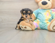 7 week old Yorkie Poo Puppy For Sale - Simply Southern Pups