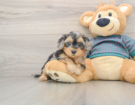 8 week old Yorkie Poo Puppy For Sale - Simply Southern Pups