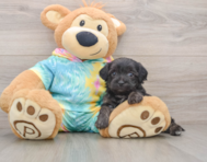 8 week old Yorkie Poo Puppy For Sale - Simply Southern Pups