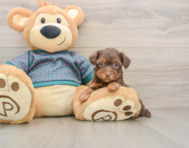 6 week old Yorkie Poo Puppy For Sale - Simply Southern Pups