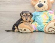 8 week old Yorkie Poo Puppy For Sale - Simply Southern Pups
