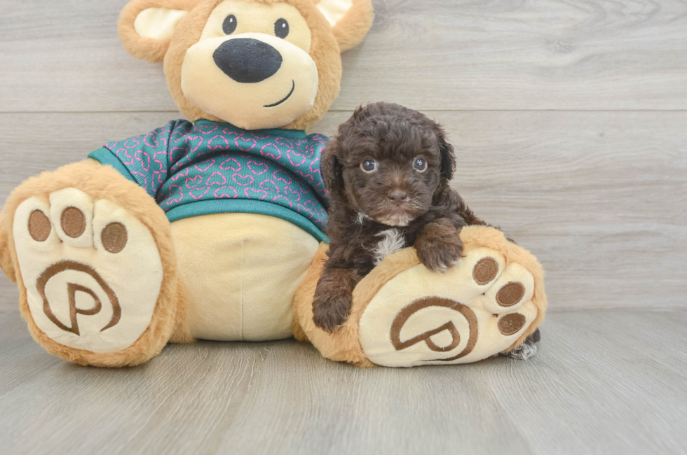 6 week old Yorkie Poo Puppy For Sale - Simply Southern Pups