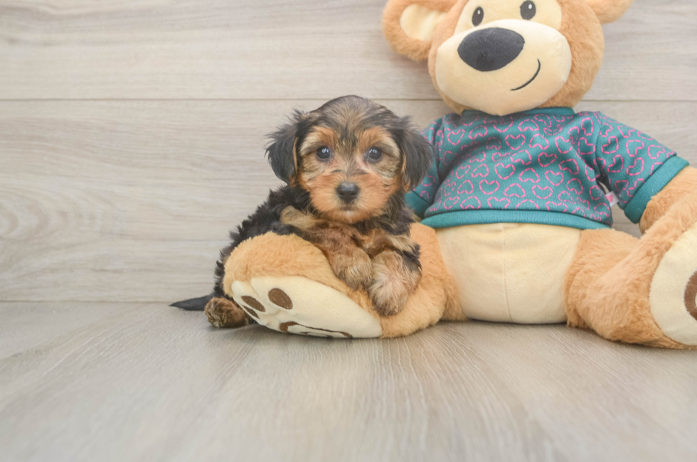 6 week old Yorkie Poo Puppy For Sale - Simply Southern Pups