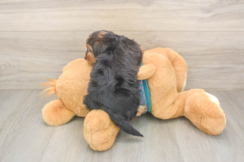Adorable Yorkiedoodle Poodle Mix Puppy