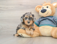 8 week old Yorkie Poo Puppy For Sale - Simply Southern Pups