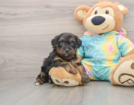 8 week old Yorkie Poo Puppy For Sale - Simply Southern Pups