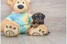 Smart Yorkie Poo Poodle Mix Pup
