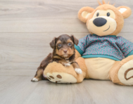 7 week old Yorkie Poo Puppy For Sale - Simply Southern Pups