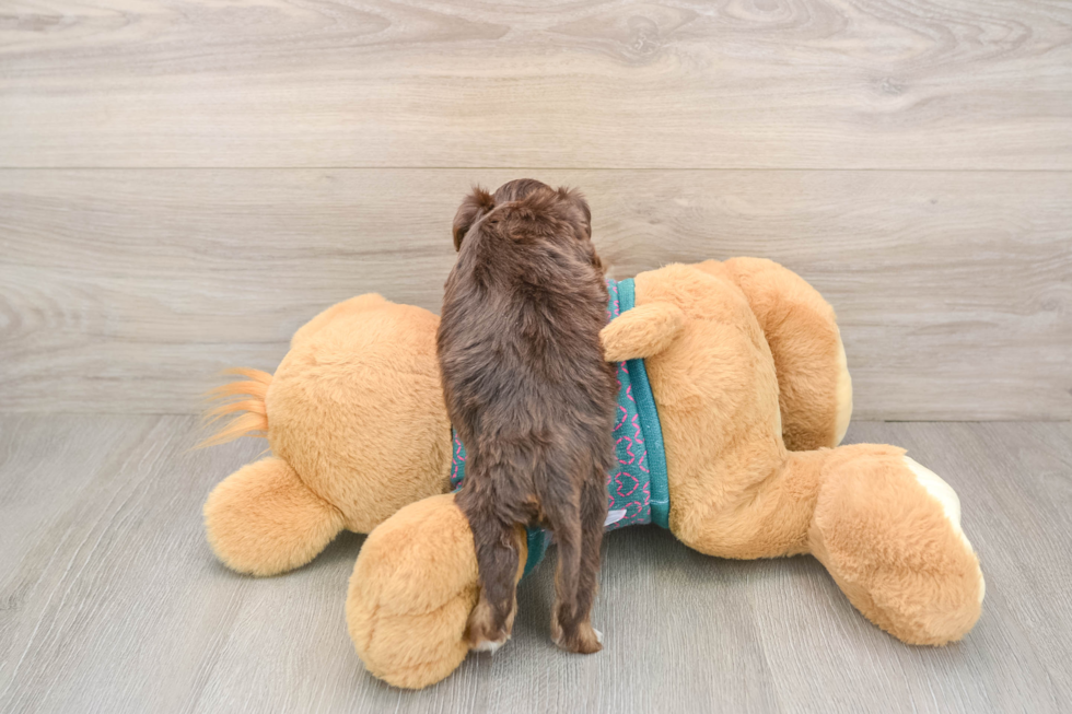 Friendly Yorkie Poo Baby