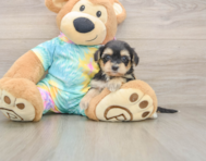 8 week old Yorkie Poo Puppy For Sale - Simply Southern Pups
