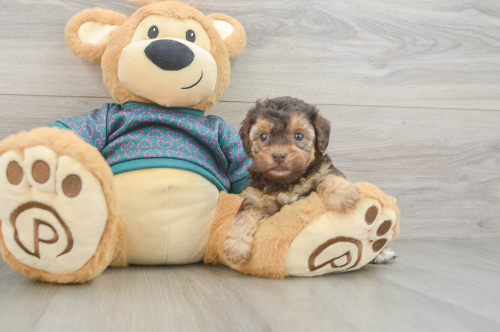 6 week old Yorkie Poo Puppy For Sale - Simply Southern Pups