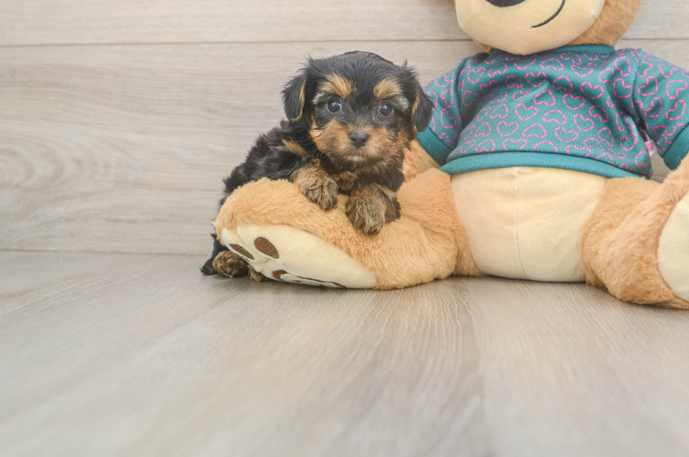 6 week old Yorkie Poo Puppy For Sale - Simply Southern Pups