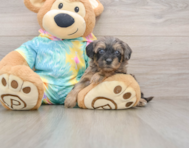 8 week old Yorkie Poo Puppy For Sale - Simply Southern Pups