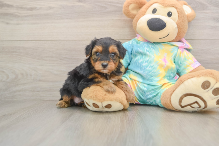 Smart Yorkie Poo Poodle Mix Pup