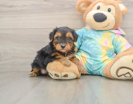 8 week old Yorkie Poo Puppy For Sale - Simply Southern Pups