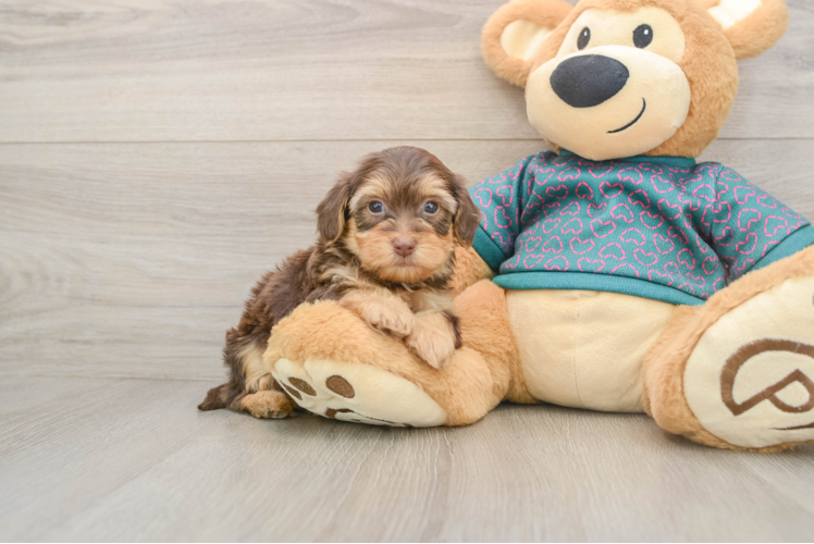 Yorkie Poo Pup Being Cute