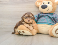 6 week old Yorkie Poo Puppy For Sale - Simply Southern Pups