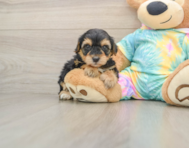7 week old Yorkie Poo Puppy For Sale - Simply Southern Pups