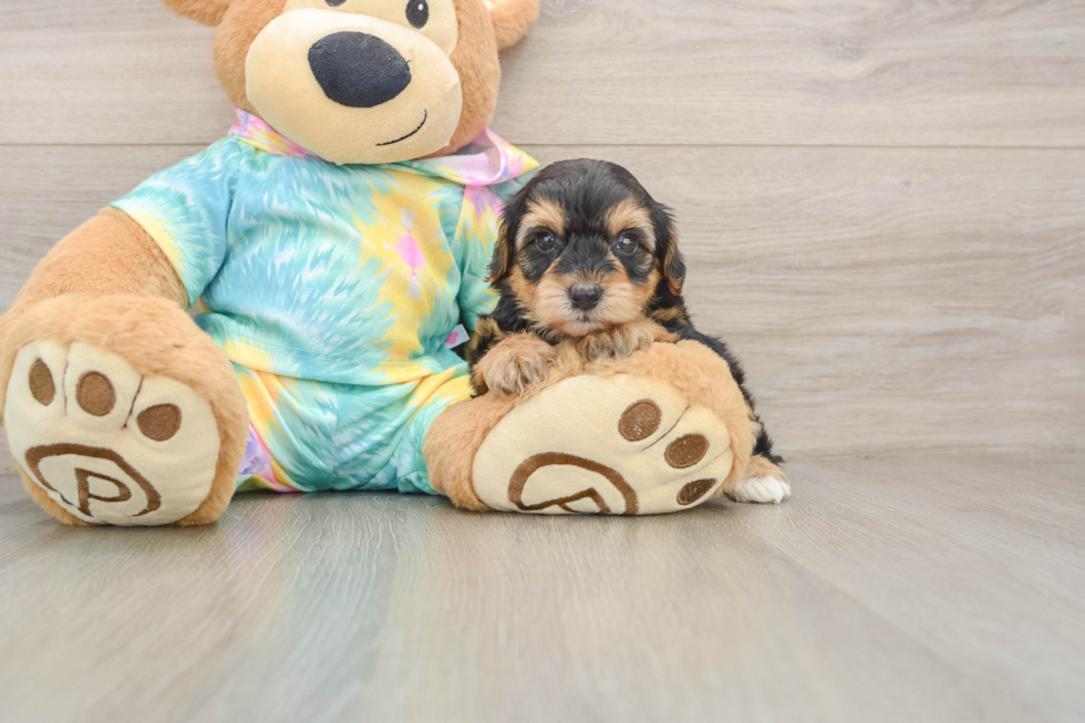 Yorkie Poo Pup Being Cute